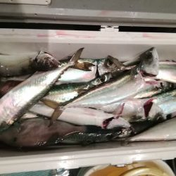 松福丸 釣果