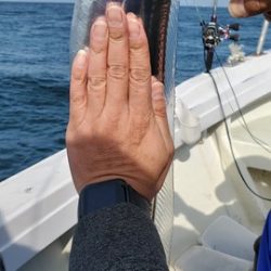 遊漁船 ニライカナイ 釣果