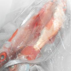 こうゆう丸 釣果