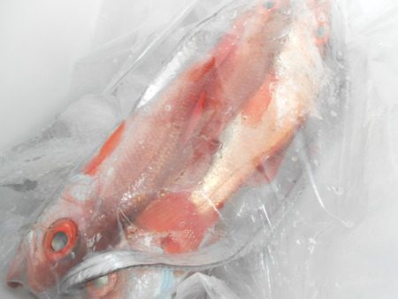 こうゆう丸 釣果