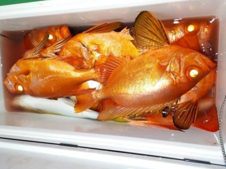 第二むつ漁丸 釣果