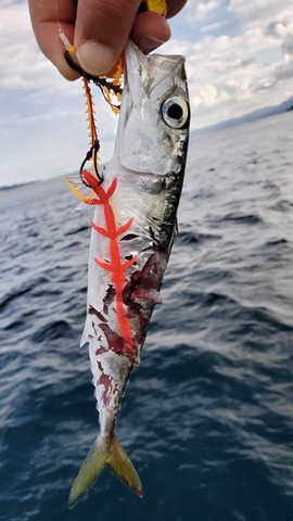 遊漁船　ニライカナイ 釣果