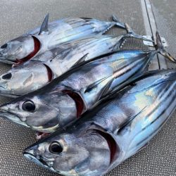 へいみつ丸 釣果