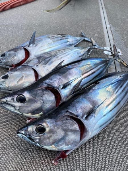 へいみつ丸 釣果