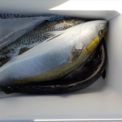 HARUKA丸 はるかまる 釣果