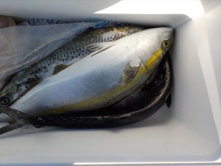 HARUKA丸 はるかまる 釣果