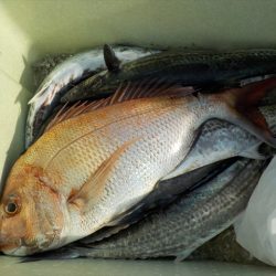 HARUKA丸 はるかまる 釣果