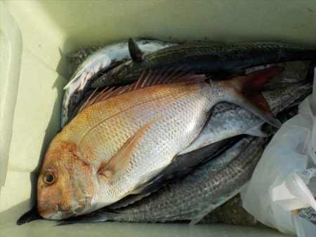 HARUKA丸 はるかまる 釣果