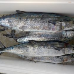 HARUKA丸 はるかまる 釣果