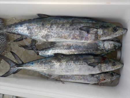 HARUKA丸 はるかまる 釣果