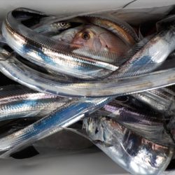 HARUKA丸 はるかまる 釣果