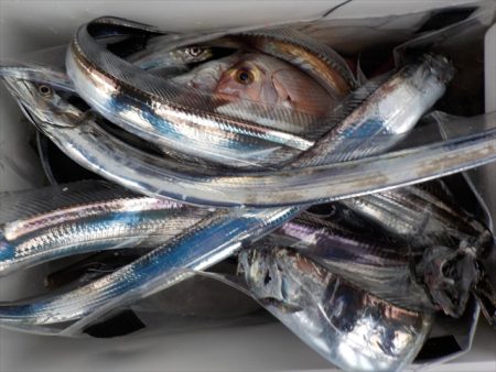 HARUKA丸 はるかまる 釣果