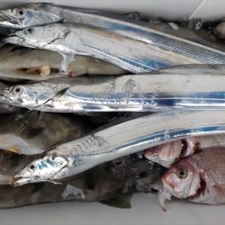 HARUKA丸 はるかまる 釣果