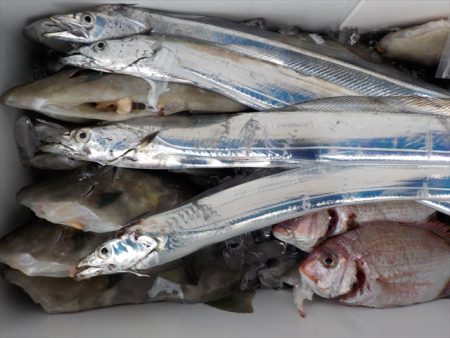 HARUKA丸 はるかまる 釣果