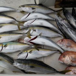 HARUKA丸 はるかまる 釣果