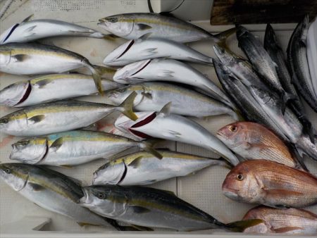 HARUKA丸 はるかまる 釣果