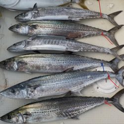 HARUKA丸 はるかまる 釣果