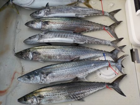 HARUKA丸 はるかまる 釣果