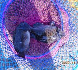 鹿島港魚釣園 釣果