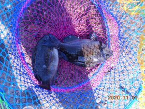 鹿島港魚釣園 釣果