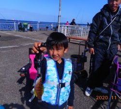 鹿島港魚釣園 釣果