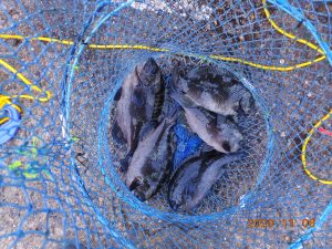鹿島港魚釣園 釣果