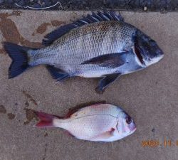 鹿島港魚釣園 釣果