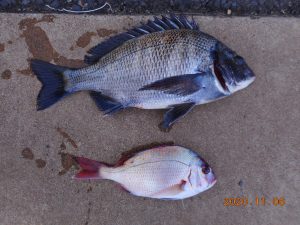 鹿島港魚釣園 釣果