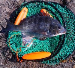 鹿島港魚釣園 釣果