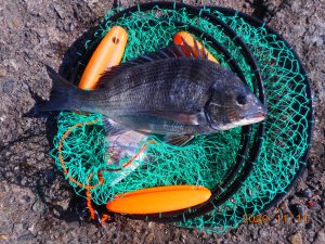 鹿島港魚釣園 釣果