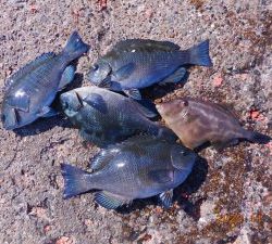 鹿島港魚釣園 釣果
