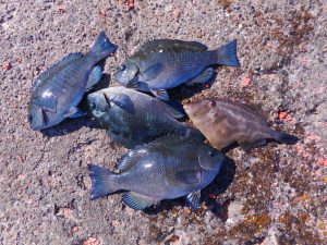 鹿島港魚釣園 釣果