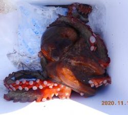 鹿島港魚釣園 釣果