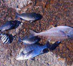 鹿島港魚釣園 釣果