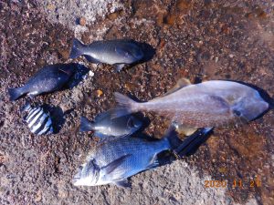 鹿島港魚釣園 釣果
