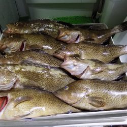 フィッシングボート空風(そらかぜ) 釣果