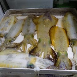 フィッシングボート空風(そらかぜ) 釣果