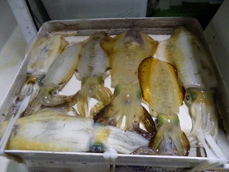 フィッシングボート空風(そらかぜ) 釣果