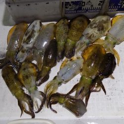 フィッシングボート空風(そらかぜ) 釣果