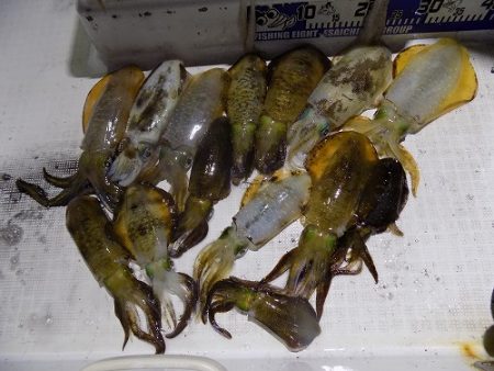 フィッシングボート空風(そらかぜ) 釣果