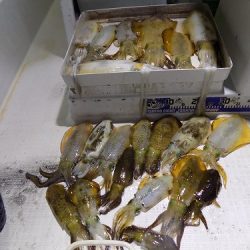 フィッシングボート空風(そらかぜ) 釣果