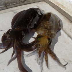 フィッシングボート空風(そらかぜ) 釣果