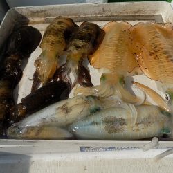 フィッシングボート空風(そらかぜ) 釣果