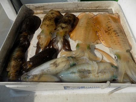 フィッシングボート空風(そらかぜ) 釣果