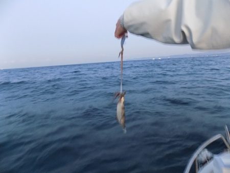 フィッシングボート空風(そらかぜ) 釣果