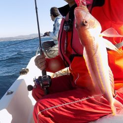 フィッシングボート空風(そらかぜ) 釣果
