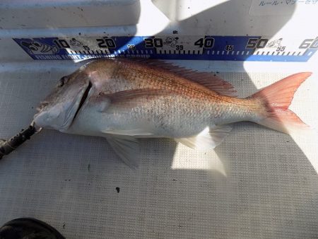 フィッシングボート空風(そらかぜ) 釣果