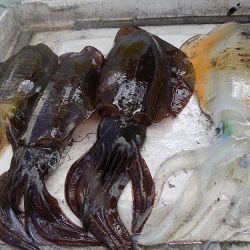 フィッシングボート空風(そらかぜ) 釣果