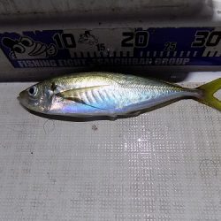 フィッシングボート空風（そらかぜ） 釣果