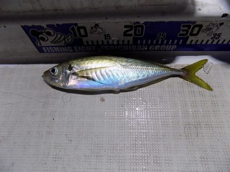 フィッシングボート空風（そらかぜ） 釣果